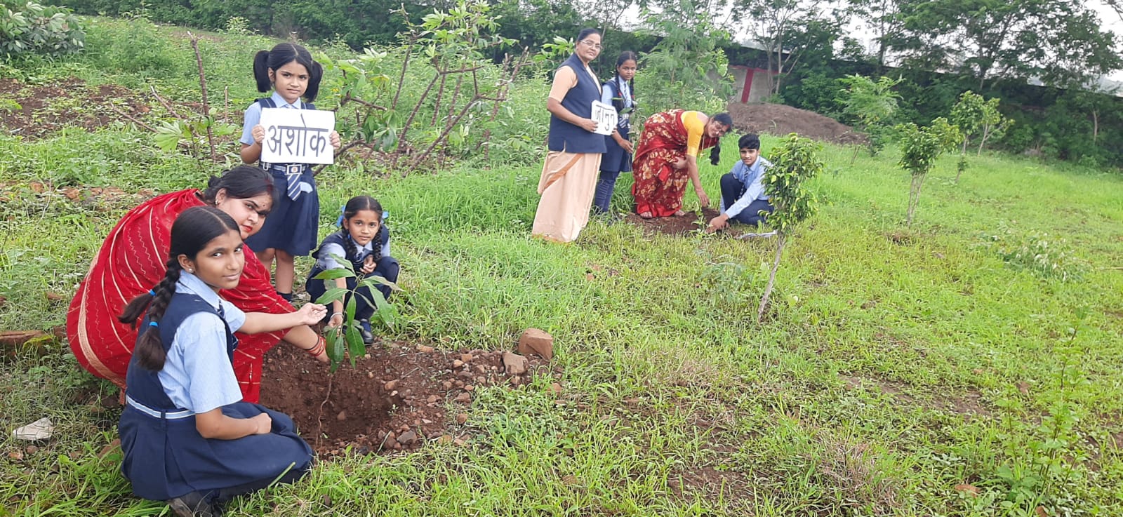 Tree Plantation