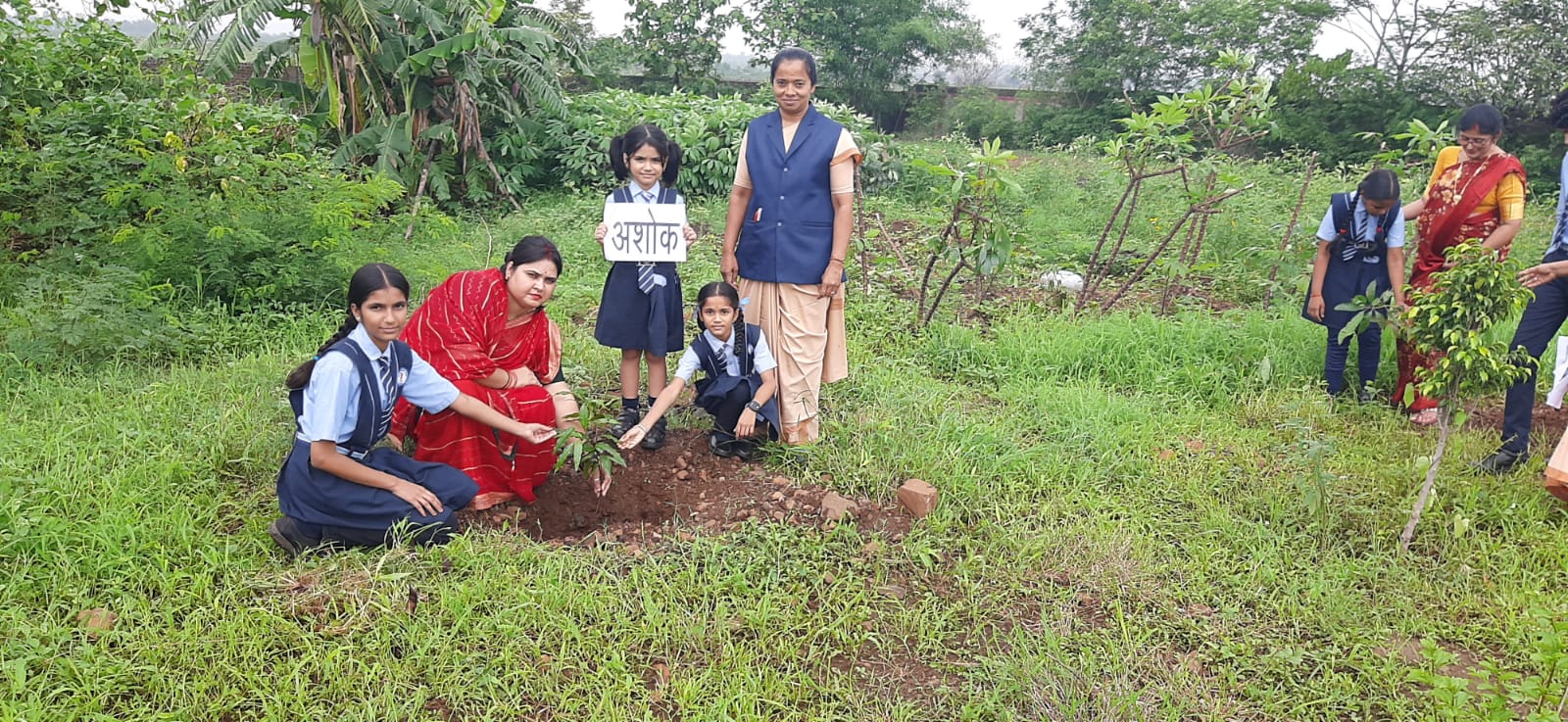 Tree Plantation