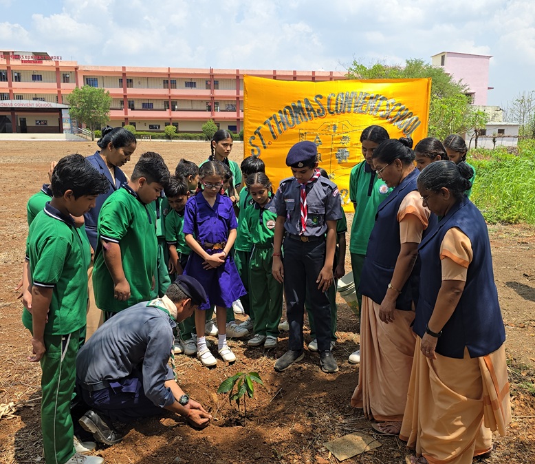 Tree Plantation